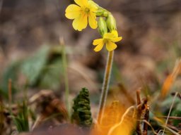 Fotowalk Trepplweg Salzach
